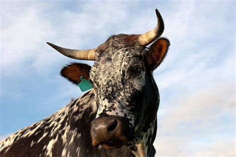 Royalty Free Nguni Cattle Pictures, Images and Stock Photos - iStock