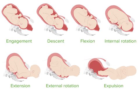 Normal and Abnormal Labor | Concise Medical Knowledge