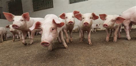 New Skyscraper-Size Pig Farm Is a Mind-Blowing 26 Stories High