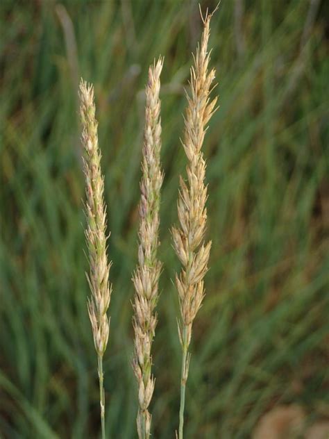 Elymus triticoides Calflora