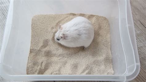 Hamster loves its sand bath.