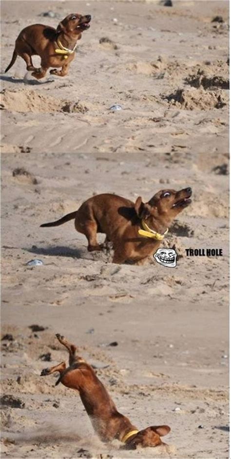 funny weiner dog - Dump A Day