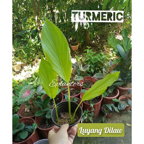 Turmeric Plant / Luyang Dilaw Plant (Metro Manila and Nearby areas only ...