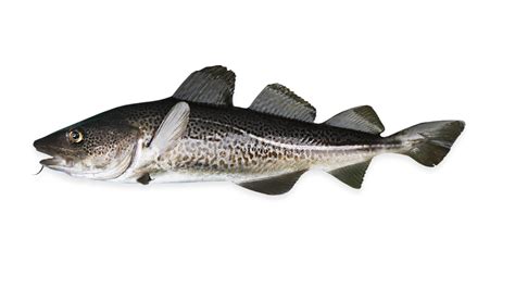 Wholesale Atlantic Cod - Wet Fish