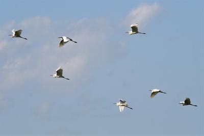 Breeding Birds of Prespa Lake - ALBANIAN ORNITHOLOGICAL SOCIETY