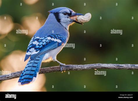 Blue jay beak hi-res stock photography and images - Alamy