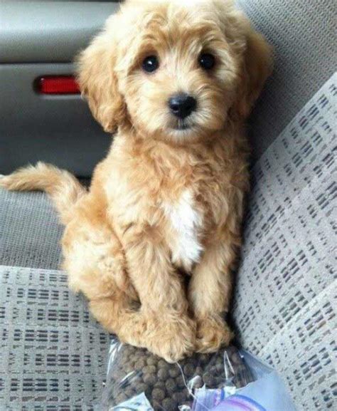 Golden Cocker Retriever Dog Breed » Info, Pics, & More