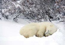 Polar Bear Facts • PolarBearFacts.net