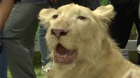 Declawed lion found through TikTok returned to owner