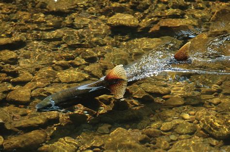 Climate change is shrinking and fragmenting salmon habitat - AGU Newsroom