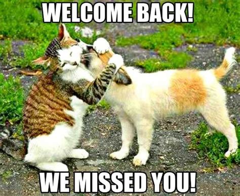 Welcome Back Meme Discover more interesting Animal, Cat, Cute, Miss memes. https://www.idlememe ...