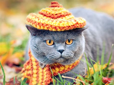 Cats In Hats