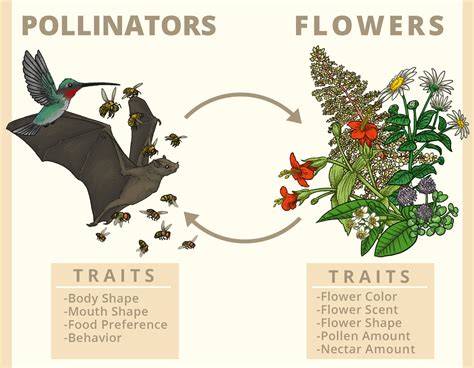 How Butterflies Help Pollinate Flowers at Harold Tucker blog