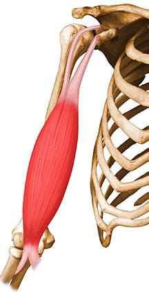 vocal Familiarizarse sabor dulce biceps brachii anatomy Adicto ensillar Deslumbrante