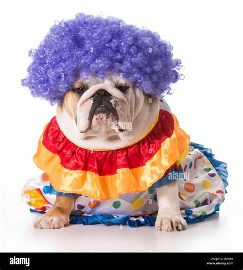 english bulldog wearing clown costume Stock Photo - Alamy