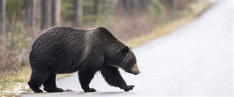 Banff Evening Wildlife Tour | Discover Banff Tours