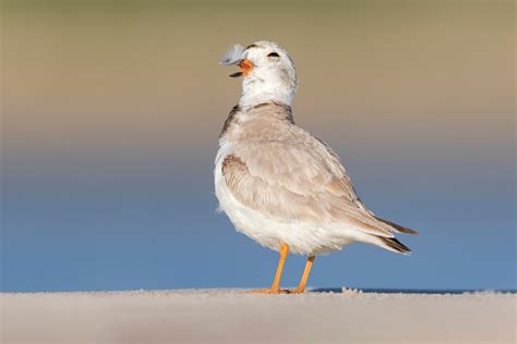 Piping Plover | Audubon Field Guide