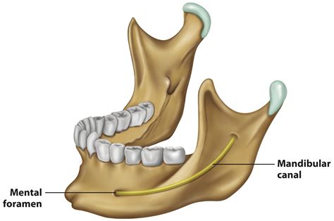 Solved Consider the mandibular canal pictured below. It is | Chegg.com