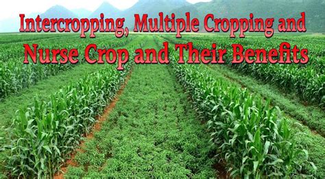 Intercropping, Multiple Cropping and Nurse Crop and Their Benefits ...