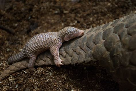 Tree Pangolin Baby