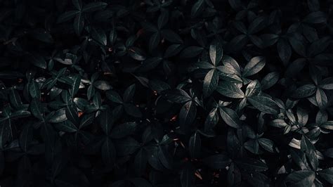 Plant, leaves, dark u 16:9, Black Leaves HD wallpaper | Pxfuel