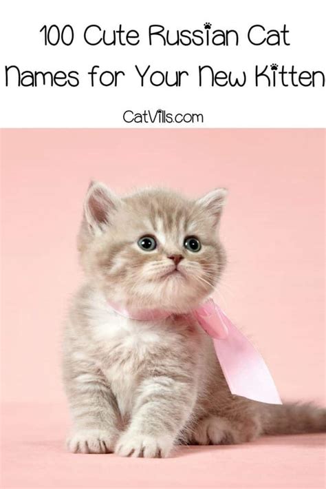 100 Cute Russian Cat Names for Your New Kitten