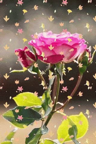 Flower GIF - Flower - Discover & Share GIFs