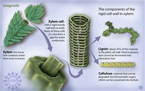 Lignin: using the whole plant | Communicating Chemistry 2017W1 Section 109