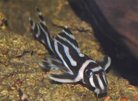 Zebra pleco photos and wallpapers. Nice Zebra pleco pictures