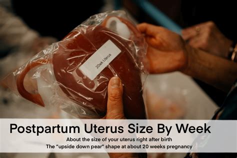 Normal Size of Uterus VS. Postpartum Uterus - Unina