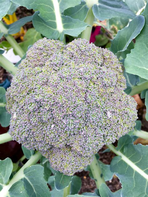 Broccoli - Waltham 29 - St. Clare Heirloom Seeds