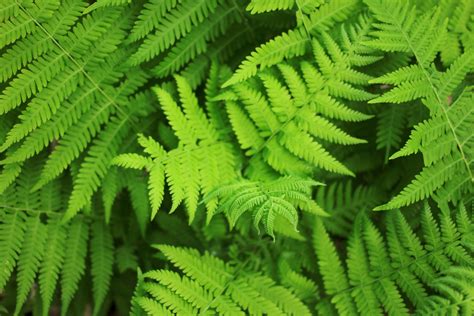 Fern Fronds Free Stock Photo - Public Domain Pictures