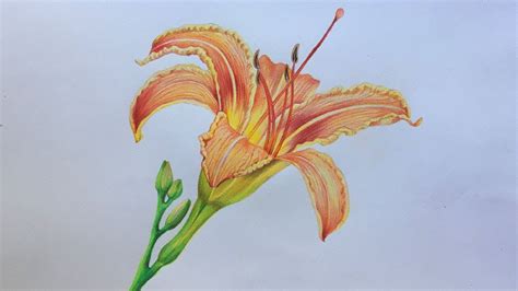 Lily Colored Pencil Drawing