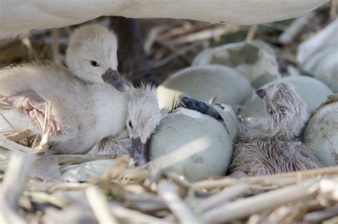 PHOTOS: Time for these newborn mute swans to meet the world | TheSpec.com