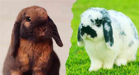 Mini Lop vs Holland Lop - Which Lop Eared Bunny Is Best?