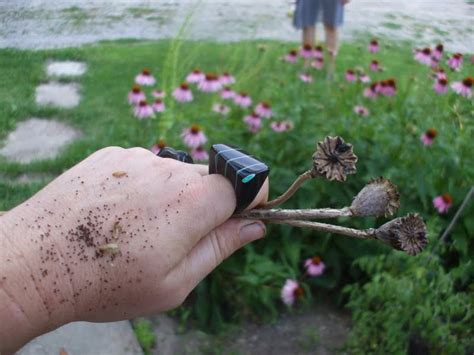 Seed Saving - Poppies - urbantomato