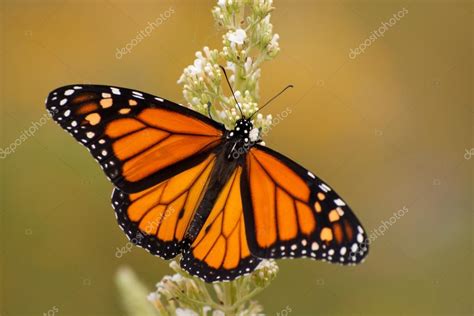 Male Monarch butterfly in summer garden feeding on a Buddleia flower — Stock Photo © okiepony ...