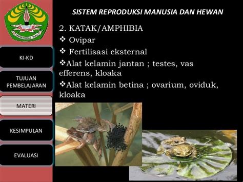 44+ Spesial Contoh Hewan Fertilisasi Eksternal Dan Fertilisasi Internal