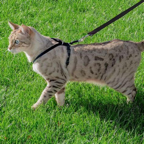 Cat Harness & Leash - Medium - Premier Pet