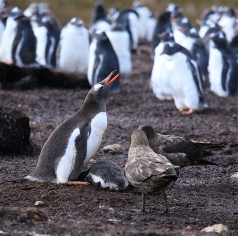 What Animals Eat Penguins - Penguins Blog