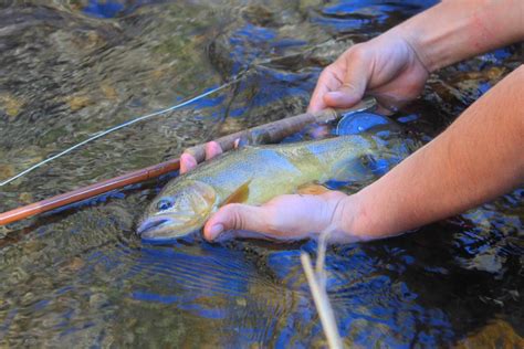 Arizona Fly Fishing: Gila Trout - Arizona WanderingsArizona Wanderings