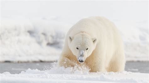 Polar Bear On Snow With White Snow Background HD Animals Wallpapers | HD Wallpapers | ID #55584