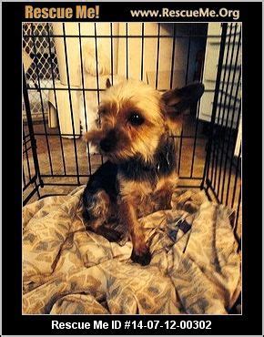 Dog Rescue Ohio | Rescue dogs, Yorkie dogs, Dogs