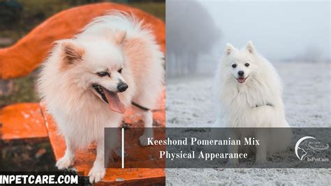 Keeshond Pomeranian Mix: A Complete Guide (With Pictures)