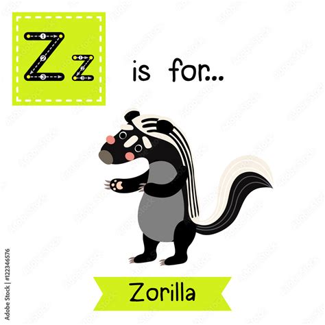 Z letter tracing. Zorilla. Cute children zoo alphabet flash card. Funny cartoon animal. Kids abc ...