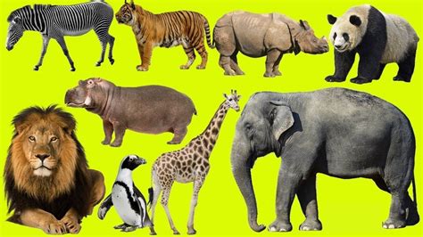 Wild Animals In Bushes - Zoo Animals - Animal Toys Elephant, Zebra, Lion, Tiger | Zoo animals ...