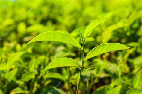 Premium Photo | Tea plantation nature background landscape