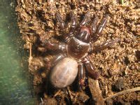 41 Mesothelae & Opisthothelae - Mygalomorphae ideas | spider, arachnids ...