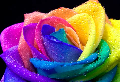 🔥 [47+] Rainbow Roses Wallpapers | WallpaperSafari