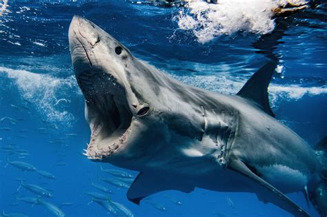 Great white decapitates diver in first fatal shark attack of 2023: report